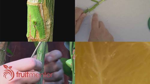 嫁接繁殖柑橘树