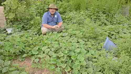 杂交的蔬菜和植物
