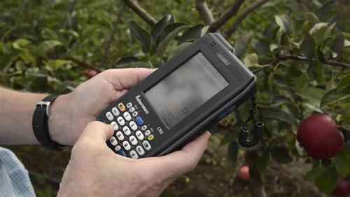 如何科学为苹果育种