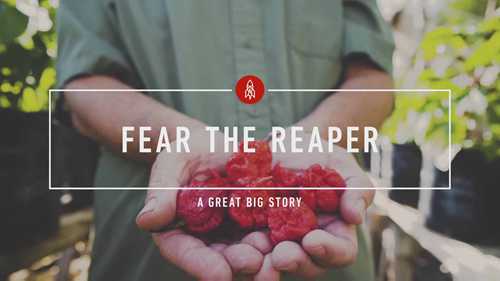 培育世界上最辣的辣椒