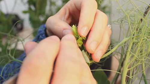 如何种植豌豆