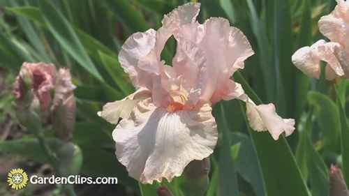 鸢尾花的遗传学和杂交知识