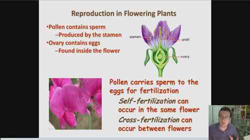 自交和异交授粉