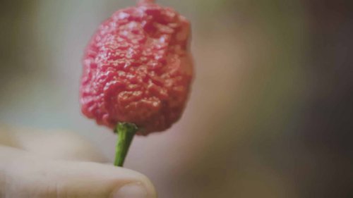 如何培育世界上最辣的辣椒