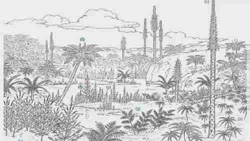 恐龙时代的植物