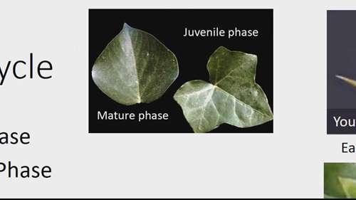 植物的解剖学和形态学