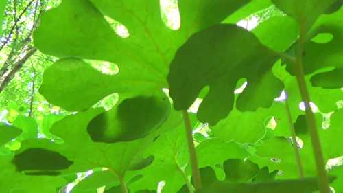 种子收集的方法