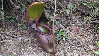 寻找巨型猪笼草