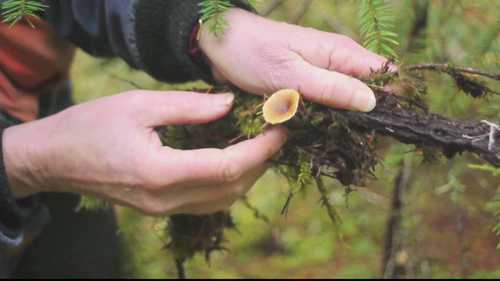 搜寻蘑菇的植物学家