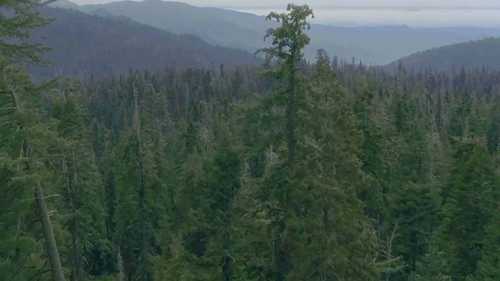 红杉树的趣味知识