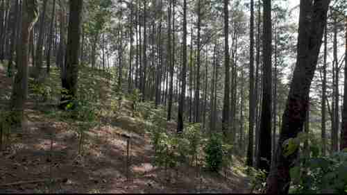 泰国的森林再生