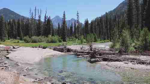 火灾对森林的再造