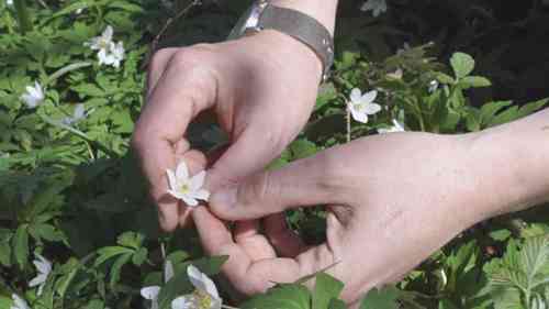 英国森林中的野花