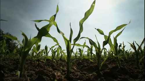 种子的培育与生产