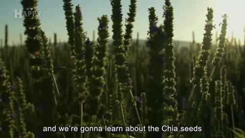 如何种植和收获奇亚种子