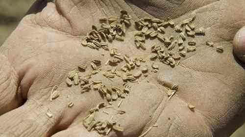 俄勒冈州的胡萝卜种子生产