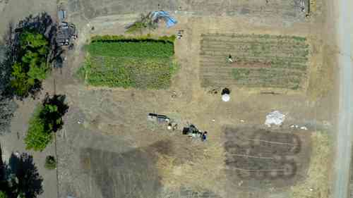 种子的种植和销售