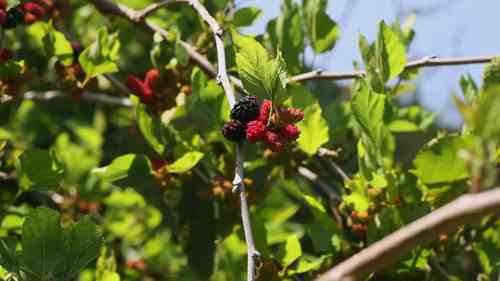 保持种子的完整性