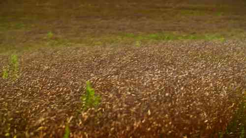生产高质量的芥末种子