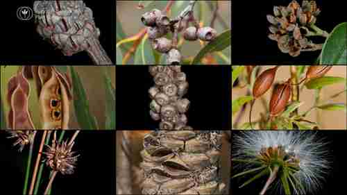 长期储存种子的准确方法