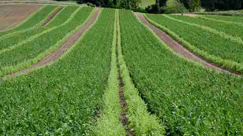 获取甜菜的种子