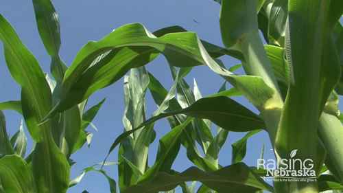 杂交玉米种子的获取