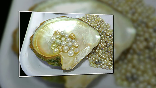 如何辨别真假珍珠