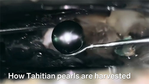 大溪地珍珠的获取