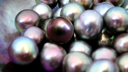 墨西哥科尔特斯珍珠