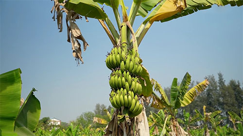香蕉变成卫生巾