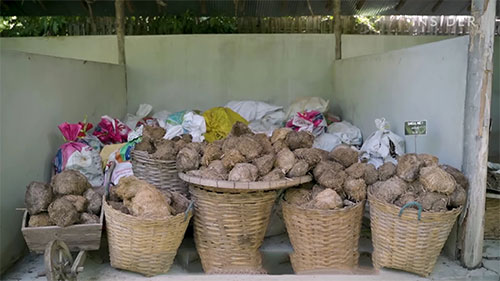 用大象粪便造纸