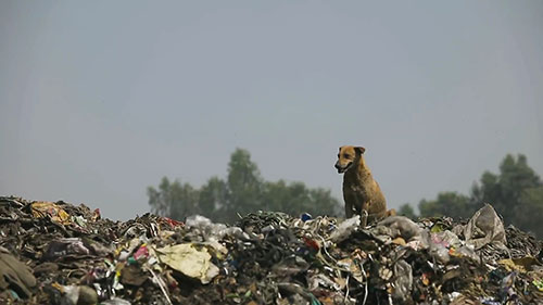 垃圾处理和荒地回收