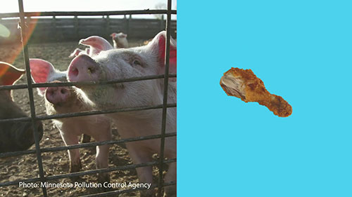 食物垃圾变饲料