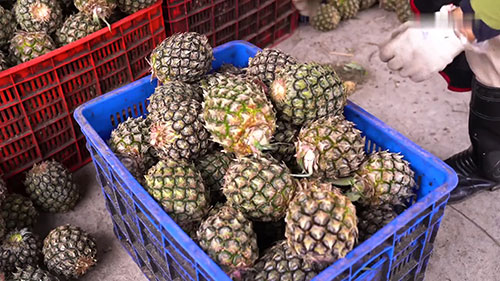 如何利用菠萝的废料