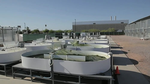 从废水到可再生能源