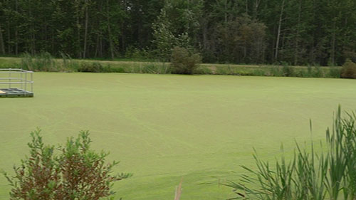 湿地处理废水的生物方法
