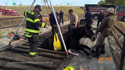 AFAC大型动物紧急救援