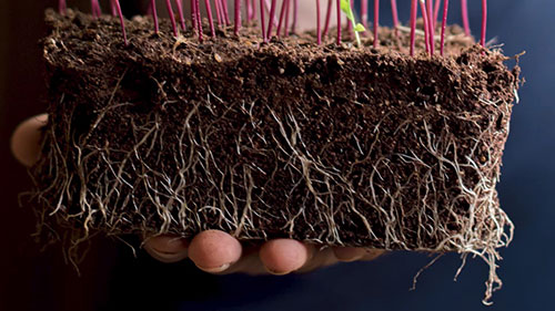 如何阅读土壤测试结果