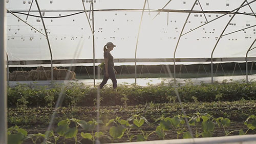 土壤健康和气候变化