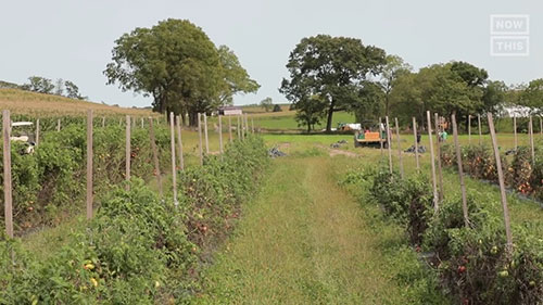再生有机农业和土壤健康