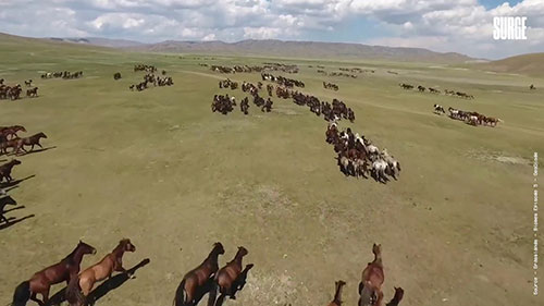 整体放牧和再生畜牧农业