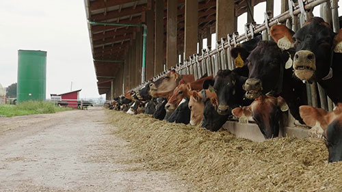 如何处理奶牛场的粪肥