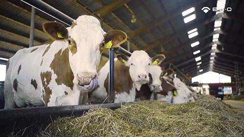 从粪肥到能源 1