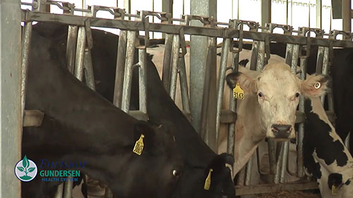 一个奶牛场沼气发电项目