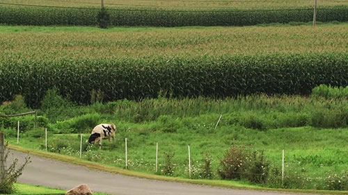 将乳制品废物转化为能源