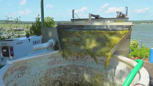 清除有害的藻类垃圾