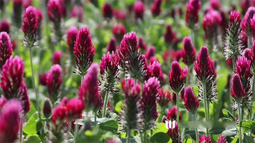 有机农业和堆肥技术