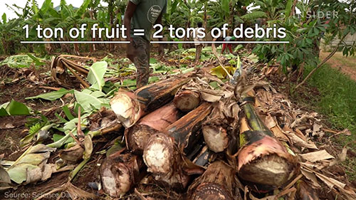 香蕉皮纺织地毯