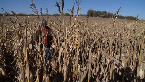 用玉米壳生产纺织品