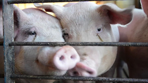 如何用猪粪发电